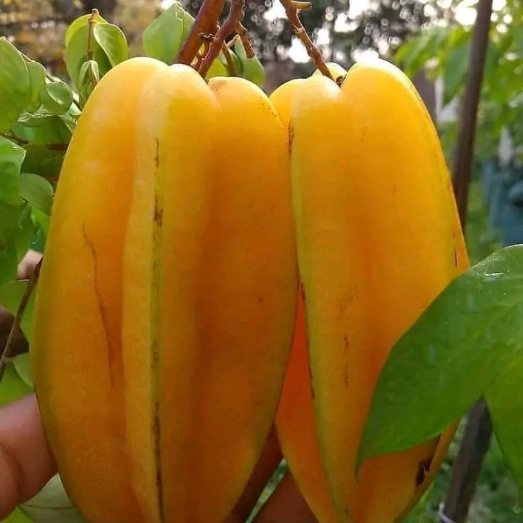 Bibit Belimbing Madu Okulasi