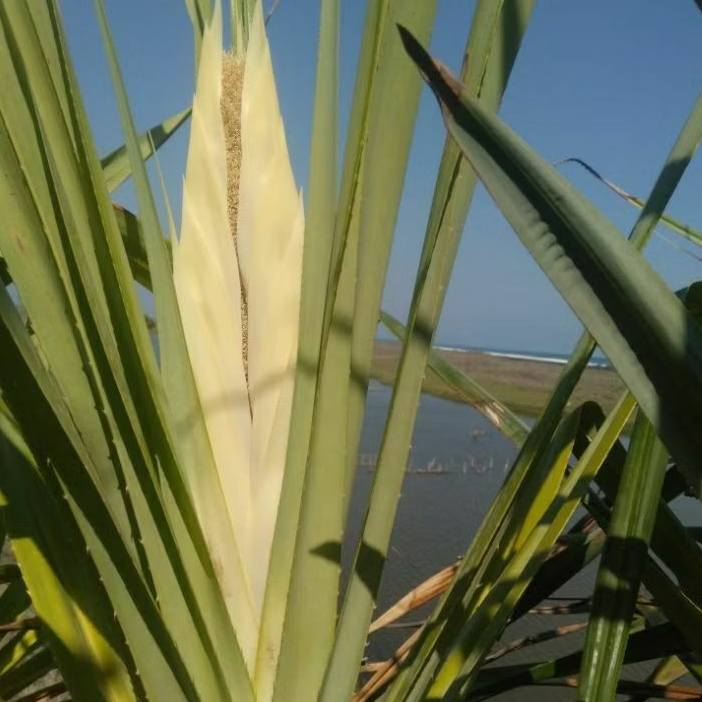 Bunga Pudak Liar Pandan Berduri/Laut