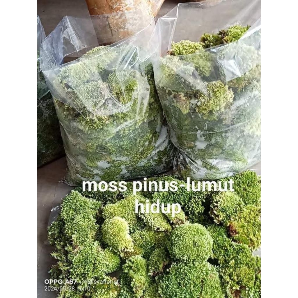 LUMUT PINUS -LUMUT HIDUP SIZE MIX SEDANG-KECIL 1KG PRESH STERIL SIAP PAKAI.