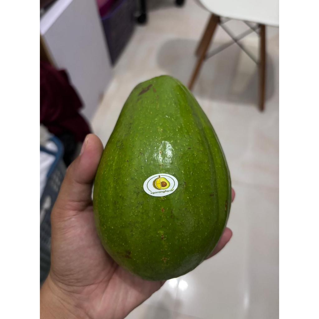 Alpukat ALIGATOR 1kg dengan Daging Tebal dan Creamy