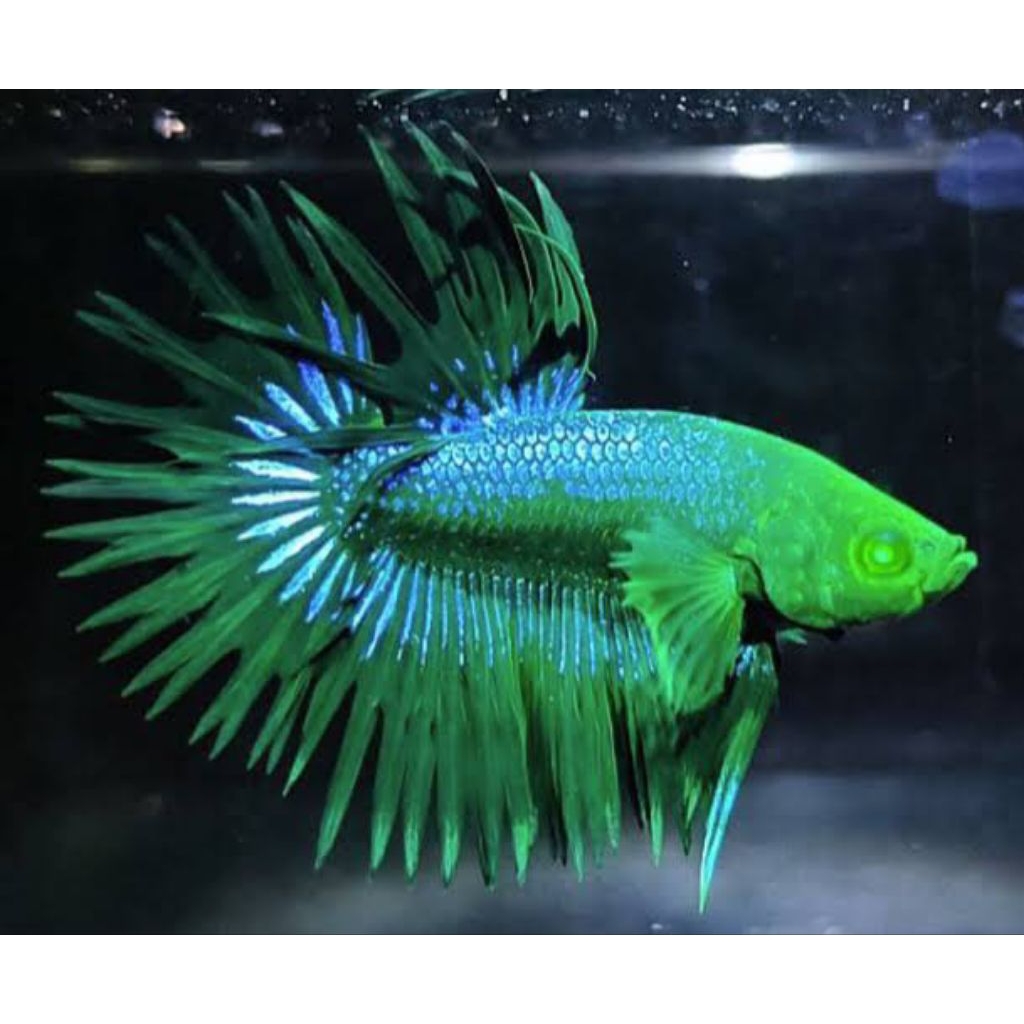 CT Hulk Crowntail Hulk Sisir Hulk