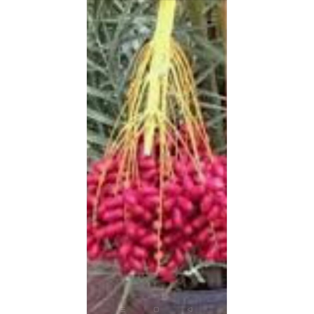 bibit buah Kurma import