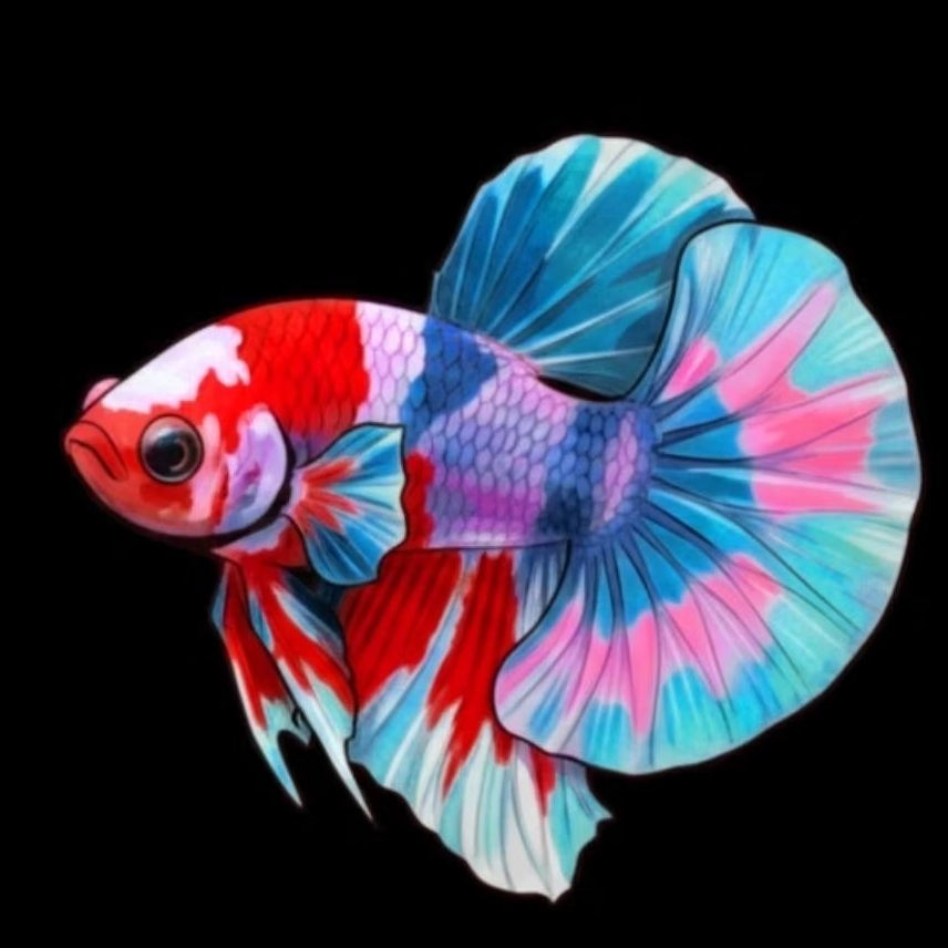 Stiker Gold Live Ikan Cupang