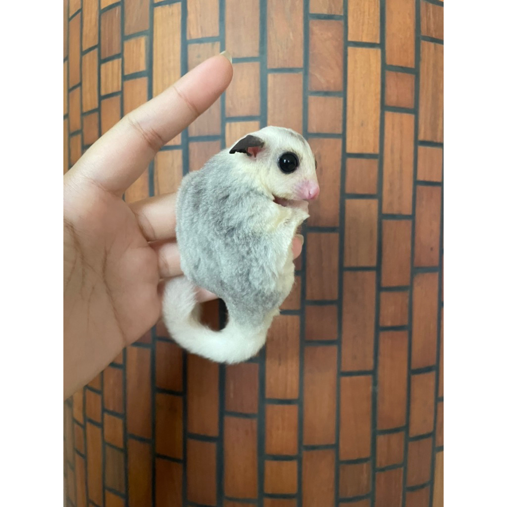 Sugar glider Joey mosaic jantan platinum mosiac jinak