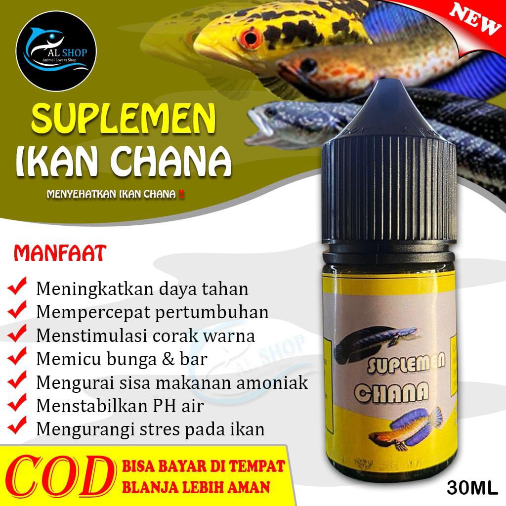Suplemen ikan Channa obat probiotik Chana mutasi warna