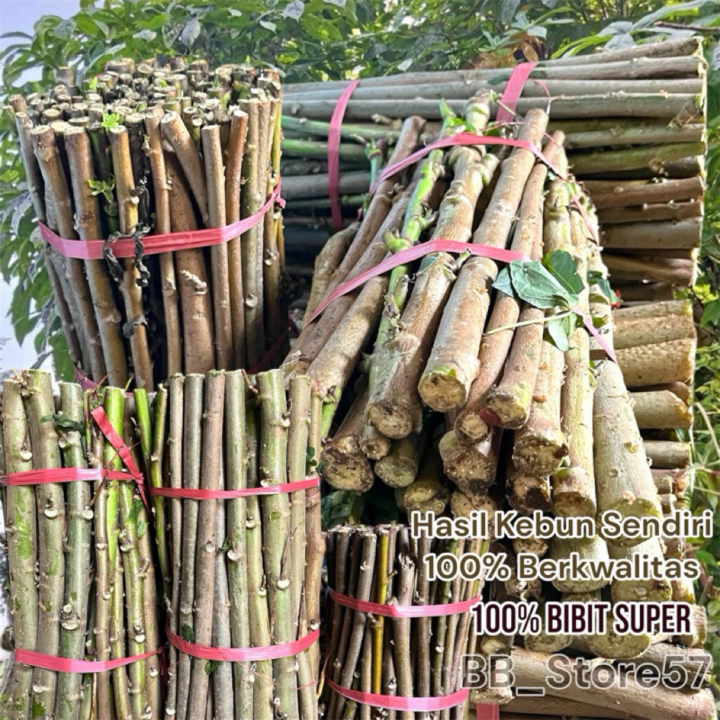 Jual Bibit Stek Telo Papua Super / Singkong Papua 1 KG Panjang 30 CM