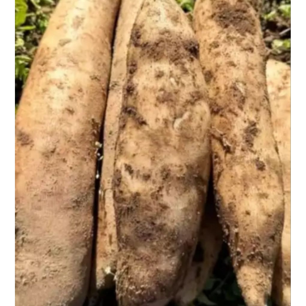 ubi Cilembu madu mentah