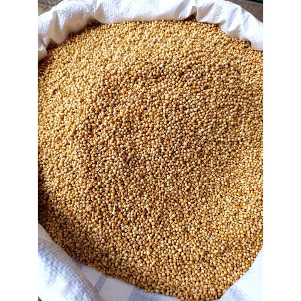 Ketumbar kuning. 250gr/500gr/1kg