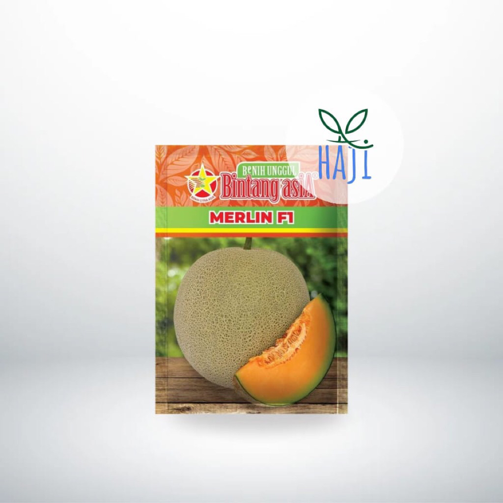 MERLIN F1 - MELON DAGING ORANGE