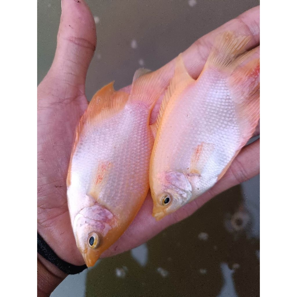 bibit gurame padang/merah(harga eceran)pengiriman instan cod