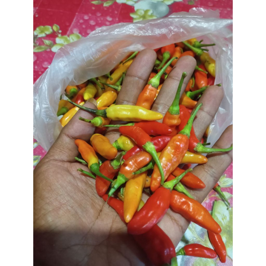 1kg cabe rawit - cabe rawit setan