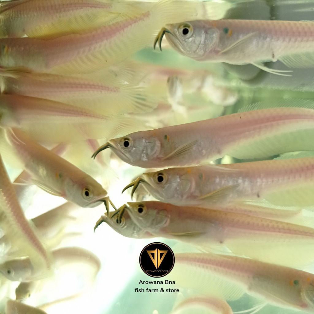 IKAN HIAS AKUARIUM AIR TAWAR ARWANA SILVER RED GRADE A BERGARANSI