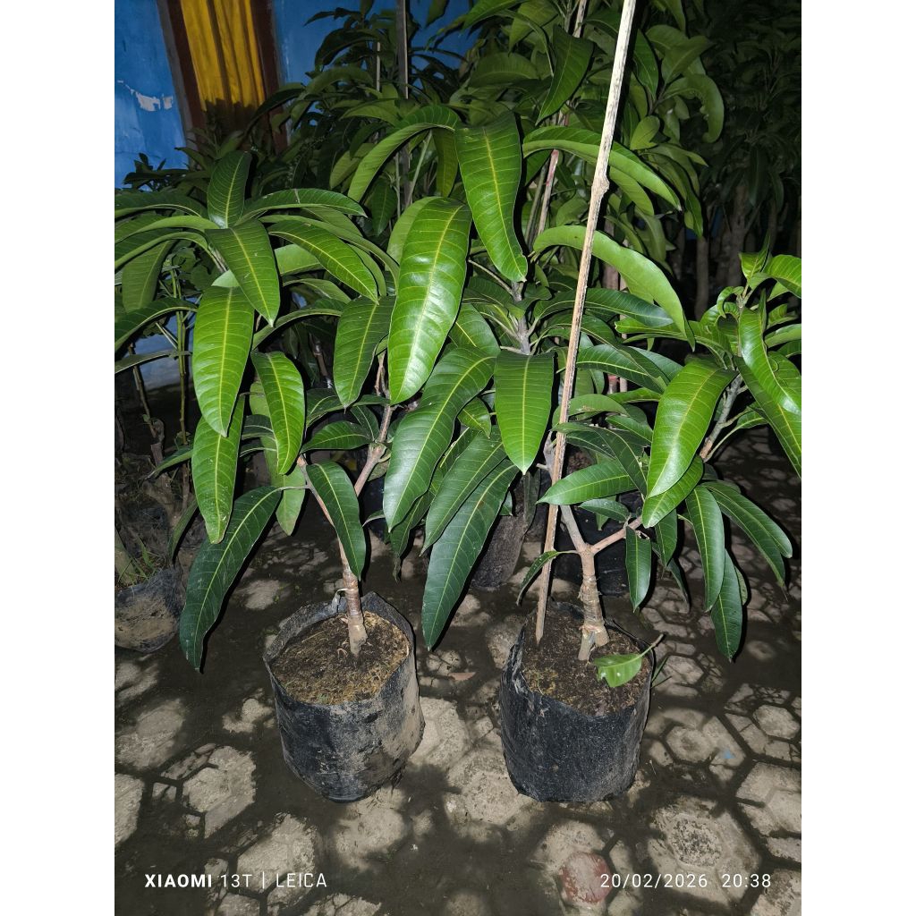 bibit mangga kiojay bogel (sambung susu/cangkok susu)
