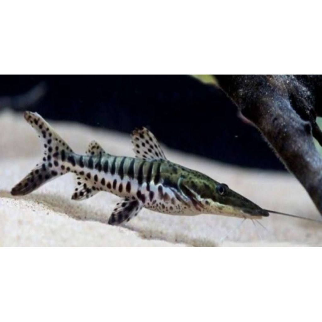 Hiasan Aquarium TSN Catfish Size 7-8 cm Hiasan Aquascape Hiasan Akuarium |Ikan Hias Bozz Louhan Peka