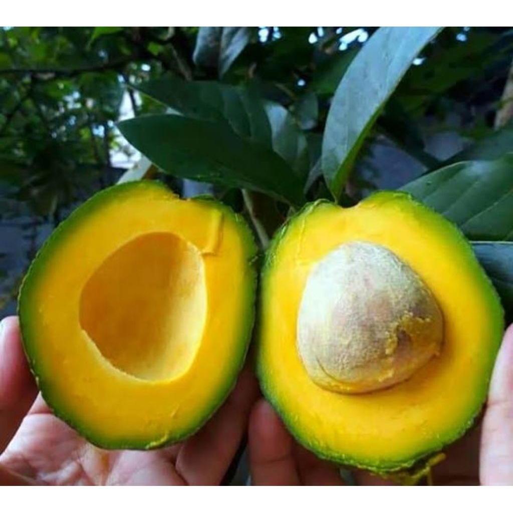 Alpukat mentega super 1kg kendil/markus