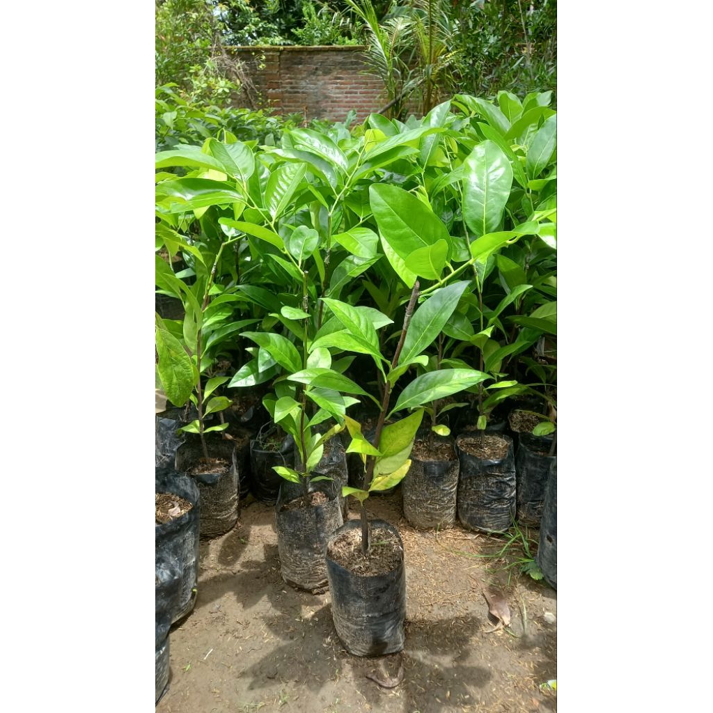 Bibit buah black sapote jumbo