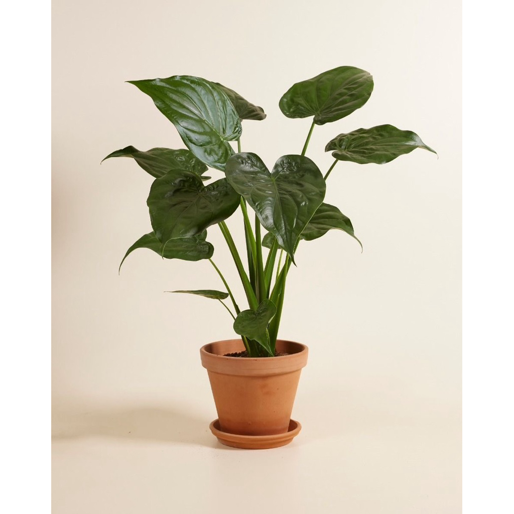 Tanaman hias alokasia | Tanaman alokasia cuculata | Alocasia cucullata