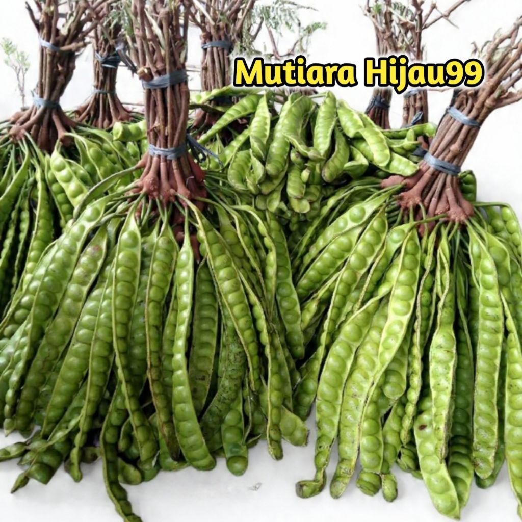 PETE KUALITAS SUPER GRADE A ISI 10 PAPAN/PETE SEGAR PILIHAN/PETE TUA/PETAI/PROMO PETE MURAH/PETE FRE