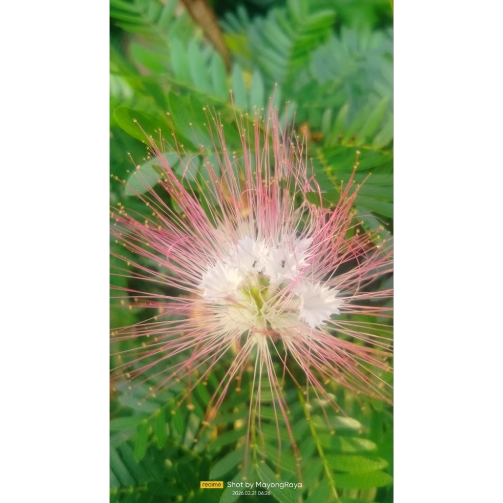 Tanaman hias bahan bonsai import Bunga Kaliandra Sulimaraja merah pink