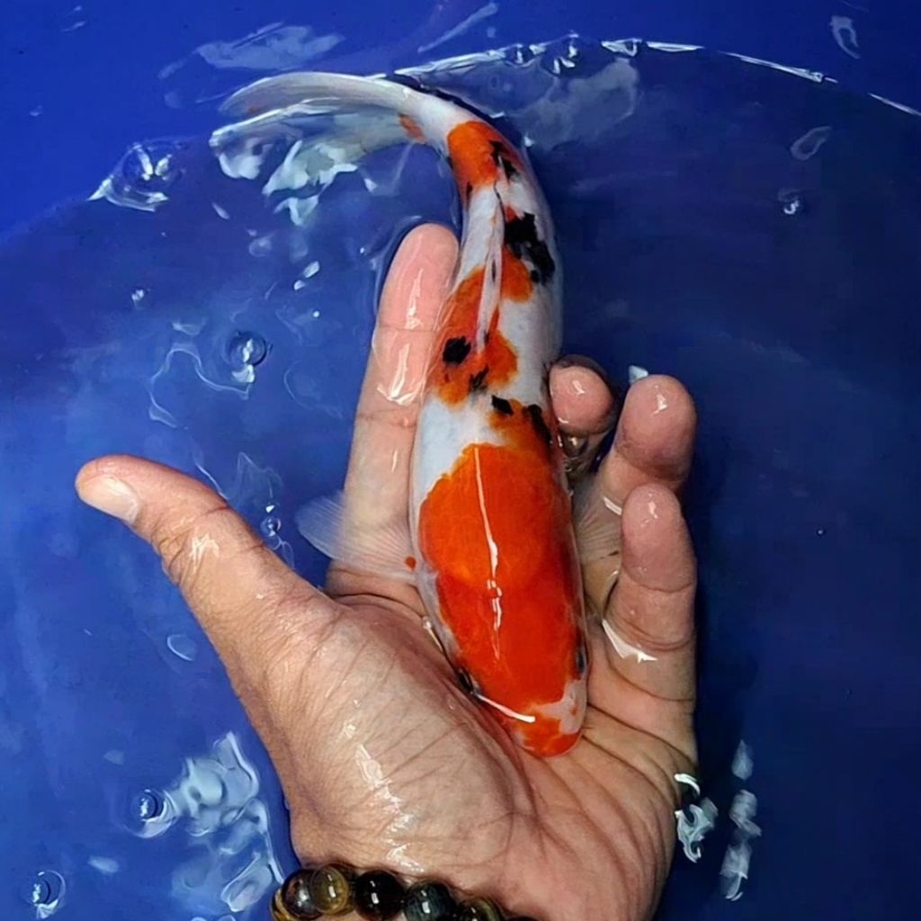 Ikan Koi Blitar Jenis Sanke / Rumah Koi Jakarta / kode 0021