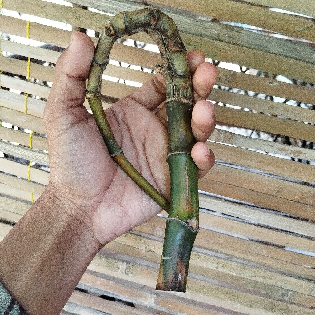 BAMBU KURUNG BAMBU UNIK LANGKA
