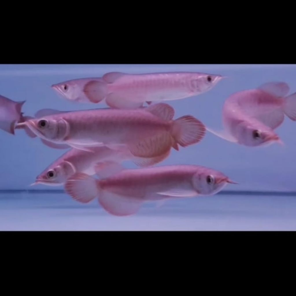 ikan Arwana Super Red Spesial 18-20cm Spesial (Real)