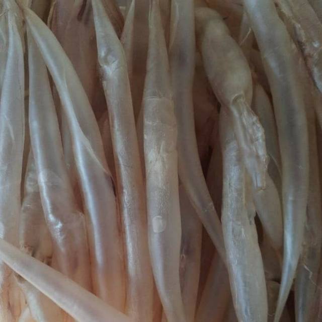 GELEMBUNG IKAN / PERUT IKAN / FISH MAW MALONG SIZE TANGGUNG UKURAN 1 KG ISI 150-200 PCS/KG