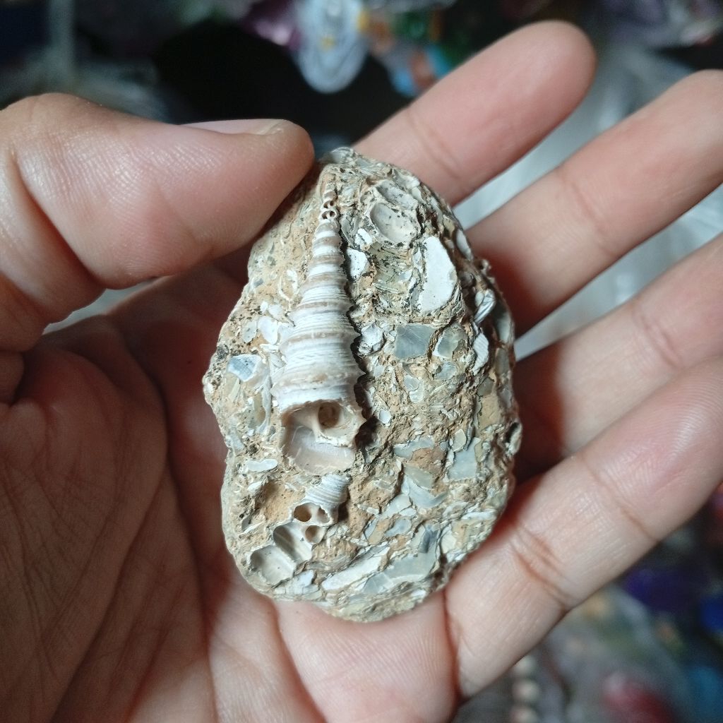 batu posil keong purba Shell stone