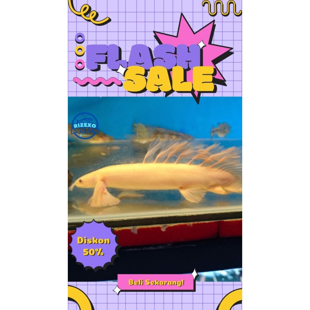 Palmas Slayer King Long Pin Grade A+ 17-18 CM #PromoSpecial