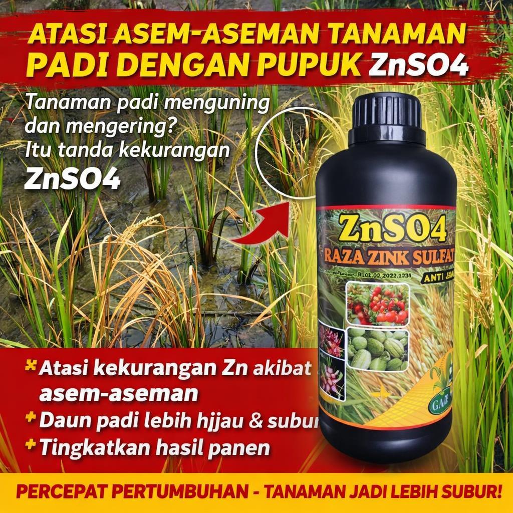 ZNSO Padi Paling Dicari Saat Tanah Masam | Bantu Seimbangkan Nutrisi dan Percepat Pertumbuhan | Pane