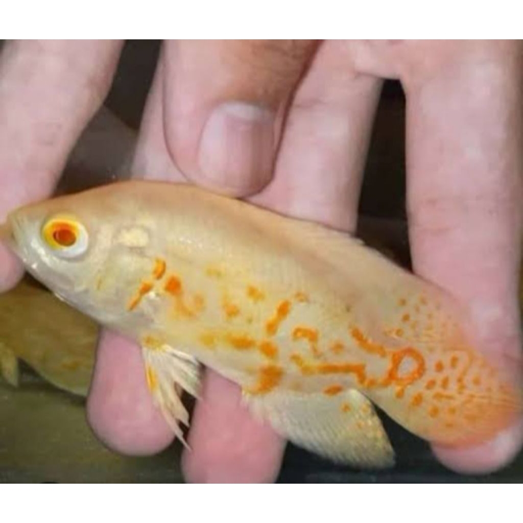 HIASAN AQUASCAPE OSCAR ALBINO 5-8 cm