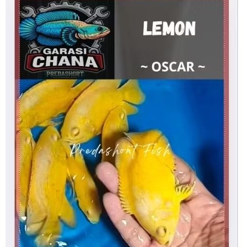 ikan hias oscar lemon premium bergaransi 100% real