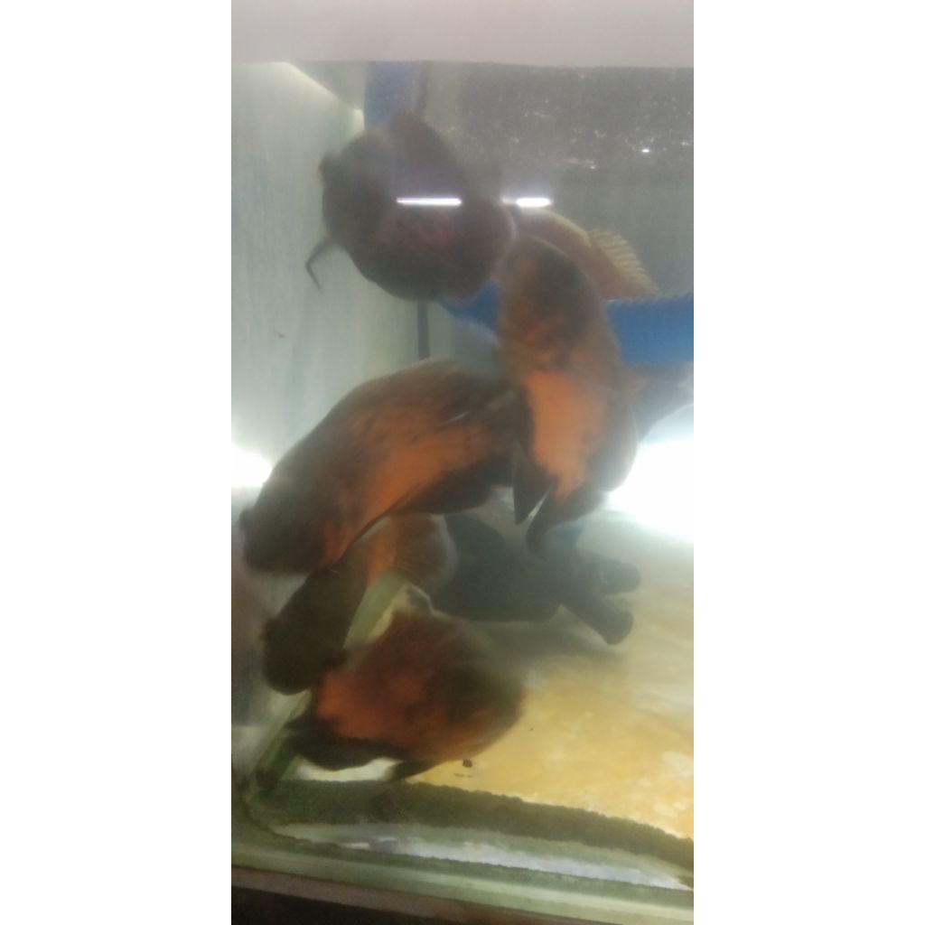 OSCAR RED PARIS UKURAN 10-12 CM