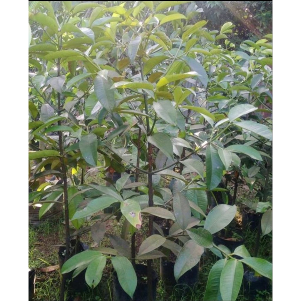 pohon buah manggis tinggi 1.5 siap tanam