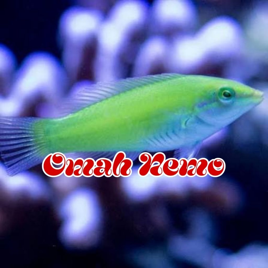 Ikan Hias Air Laut Jenis Keling Hijau
