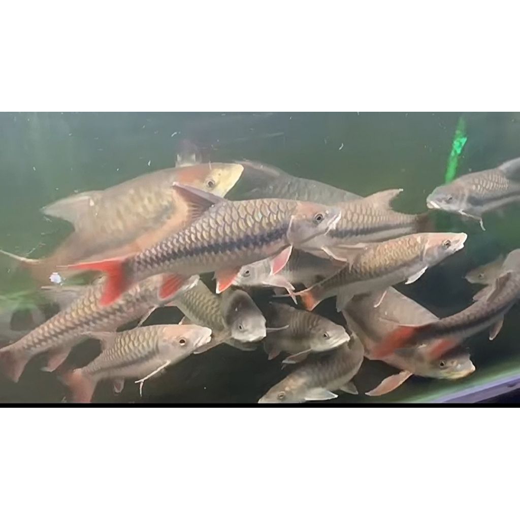 Tor Sinensis 18-20cm