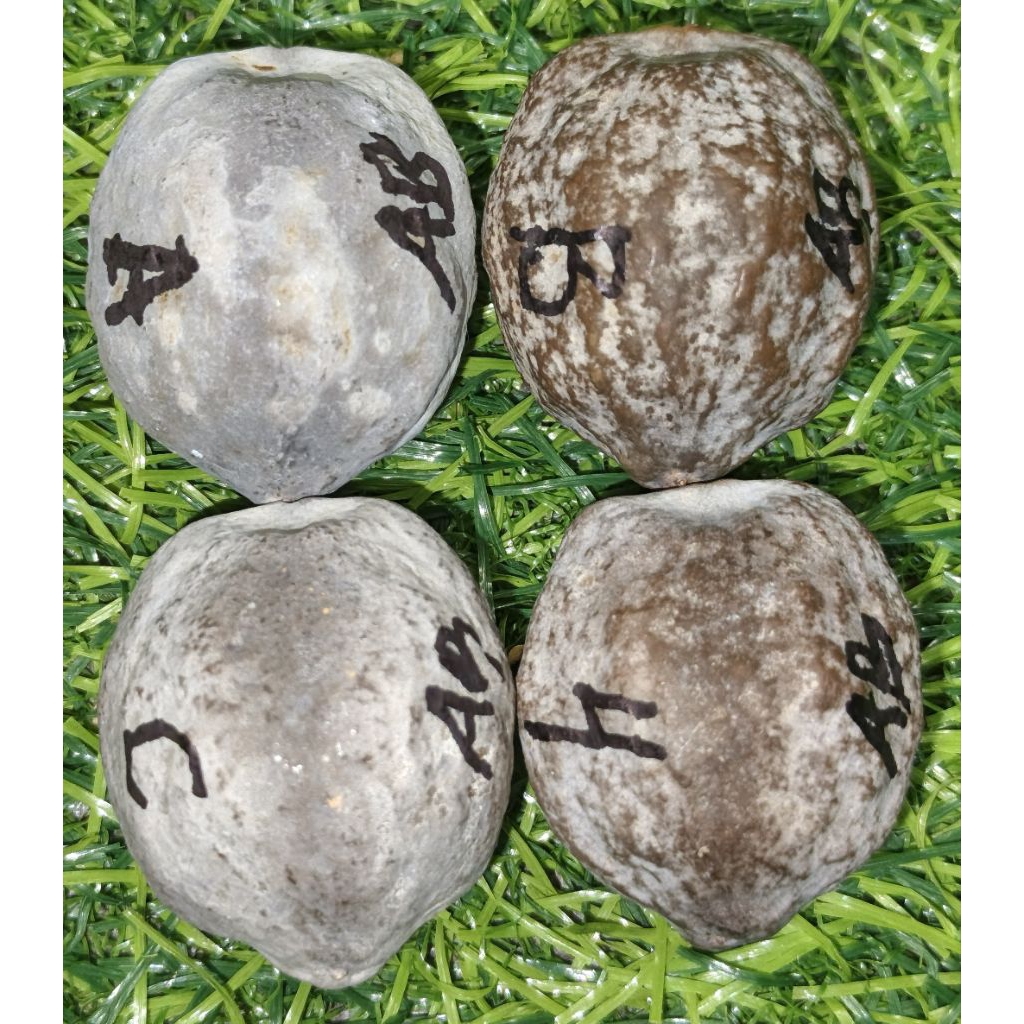 Muncang jalim kaleci ukuran kecil