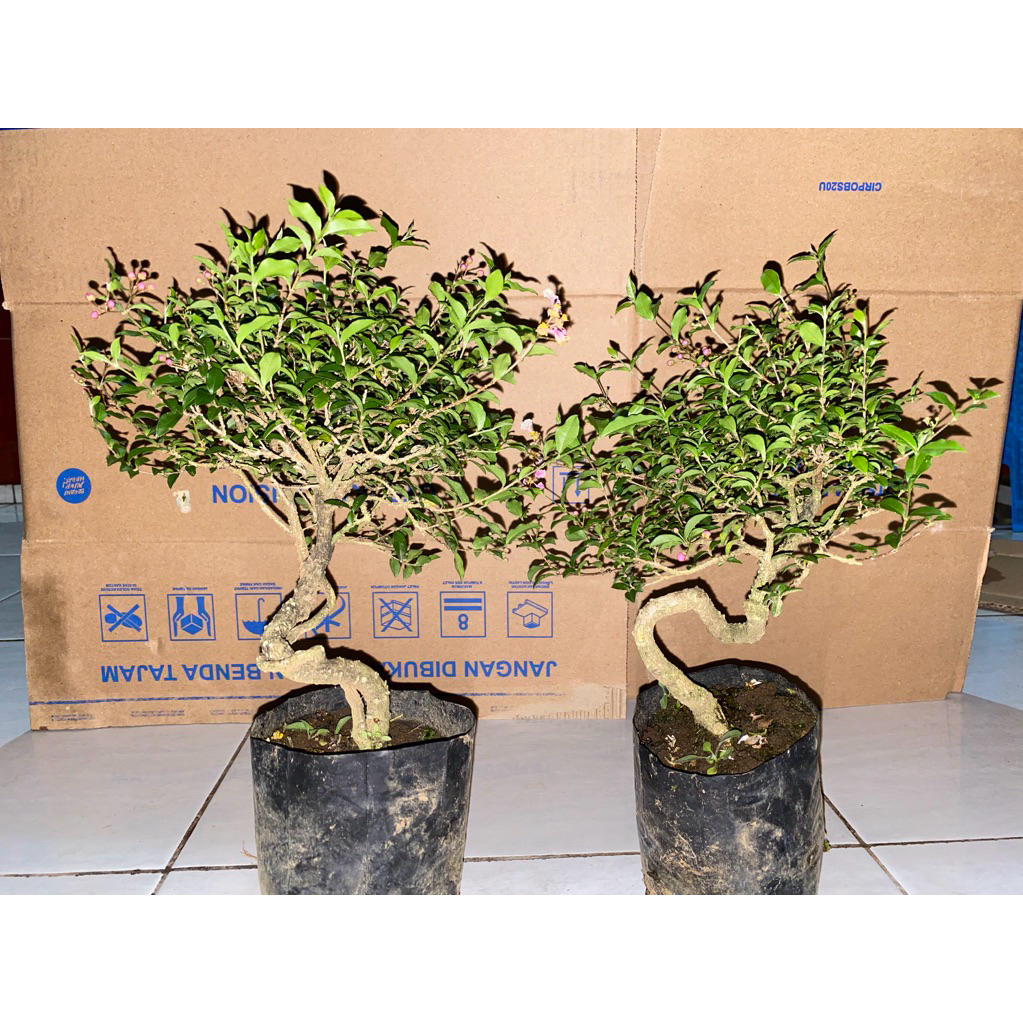 bahan bonsai sakura mikro