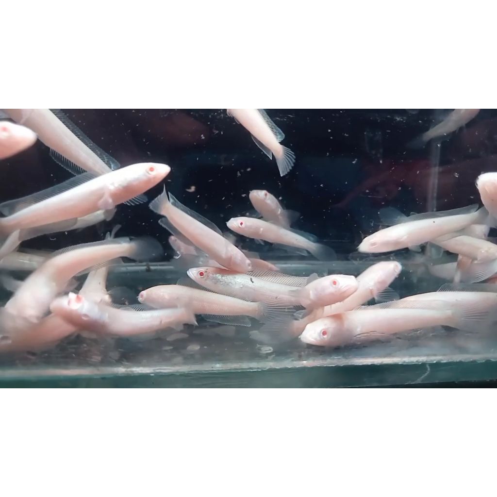 Channa Sriata albino full pelet mata merah 3-6cm pakan ternak hewan peliharaan