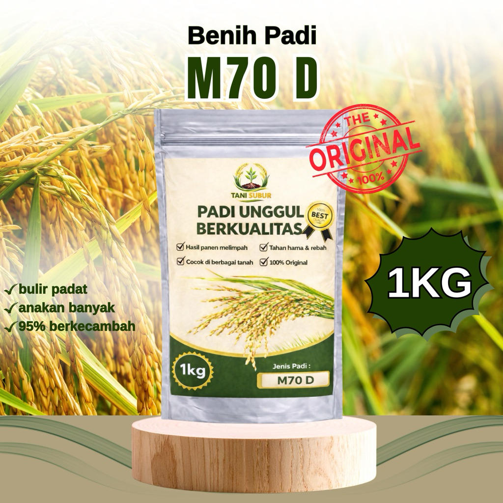 benih padi M70 D original benih padi unggul 1 kg