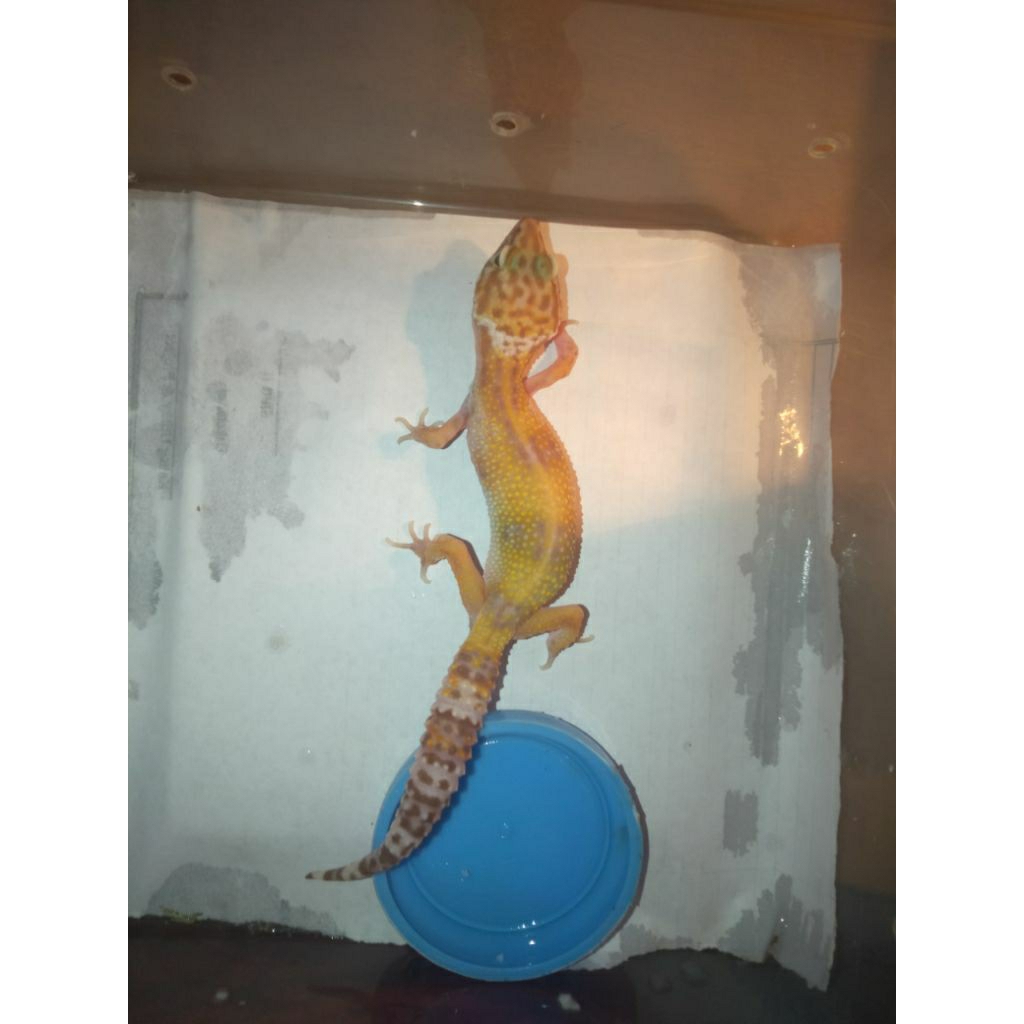 HIASAN AQUARIUM GECKO MURAH MINUSAN