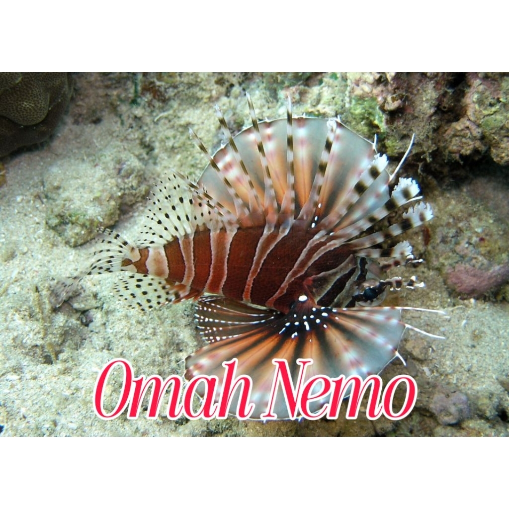 Ikan Hias Air Laut Jenis Lion Fish