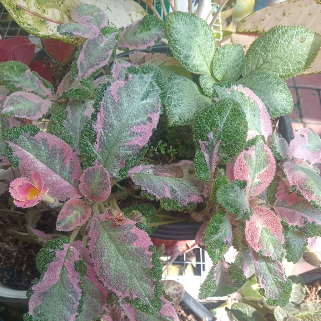 Episcia Picasso