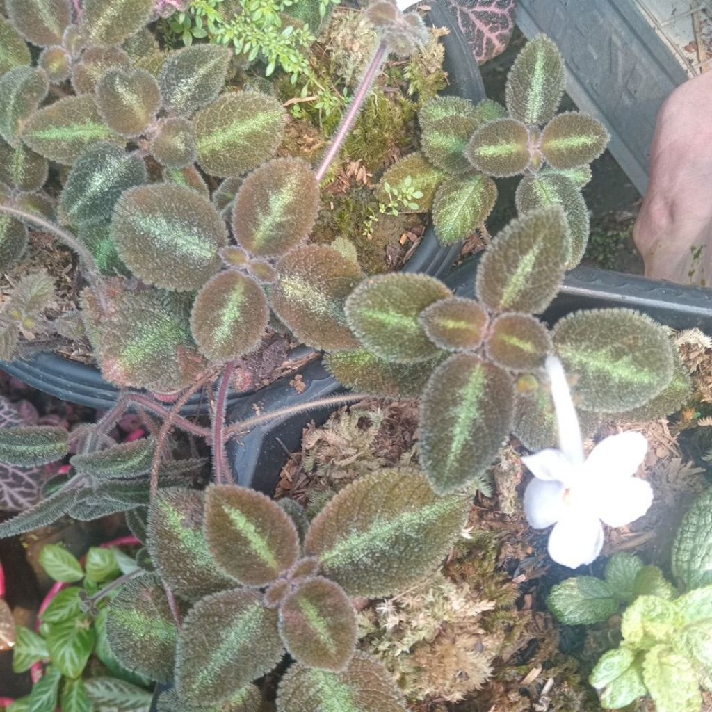 Episcia Blue Nile