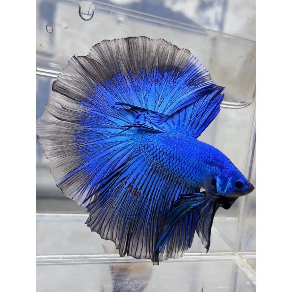cupang halfmoon blue solid ekor lebar, mental galak, warna cerah, kualitas paling istimewa