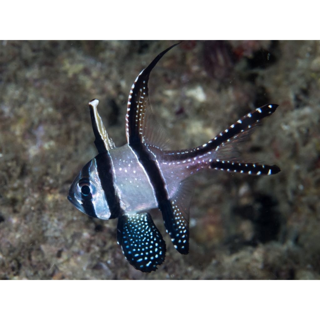 Ikan Hias Air Laut Capungan Ambon / Banggai (Banggai Cardinalfish)