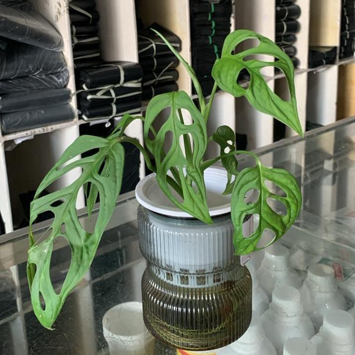 Grosir Aneka Pot - Pot Kian Self Watering Hidroponik Bening