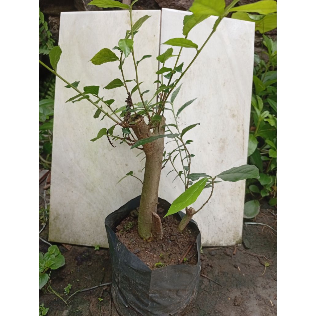 serut bahan bonsai serut small fresh sdh hidup