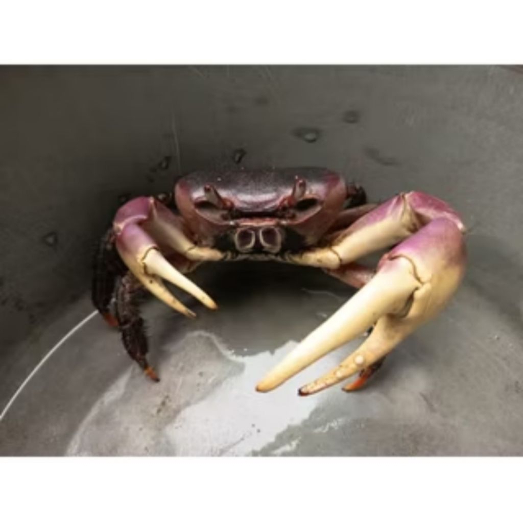 kepiting cardisoma carnifex jumbo krapas 10cm | kepiting darat hias | jinak 50%