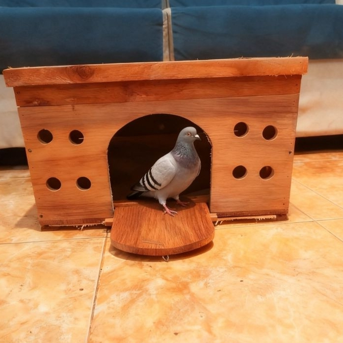 PAGUPON KANDANG MERPATI DARA MURAH NATURAL